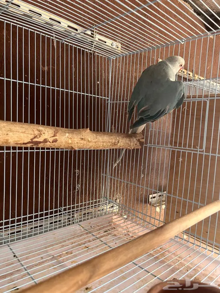 ذكر دره هولندي وايت هد 4