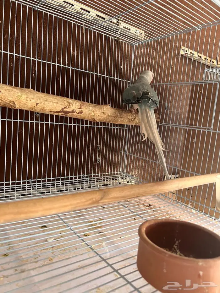 ذكر دره هولندي وايت هد 2