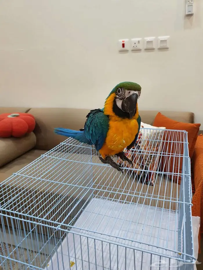 فرخ مكاو بعمر ثلاث شهور 3