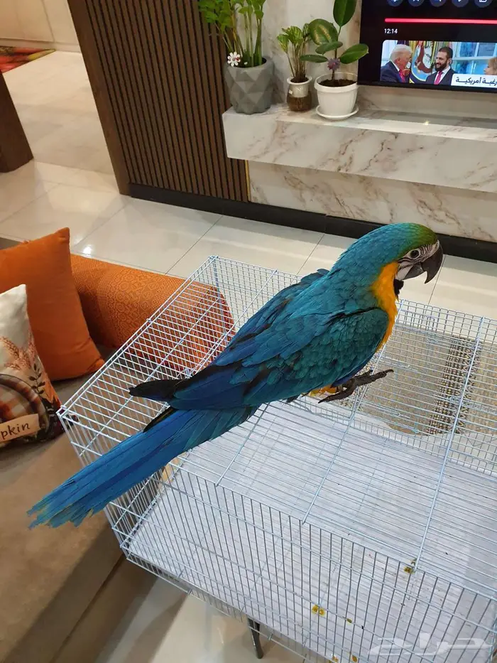 فرخ مكاو بعمر ثلاث شهور 4