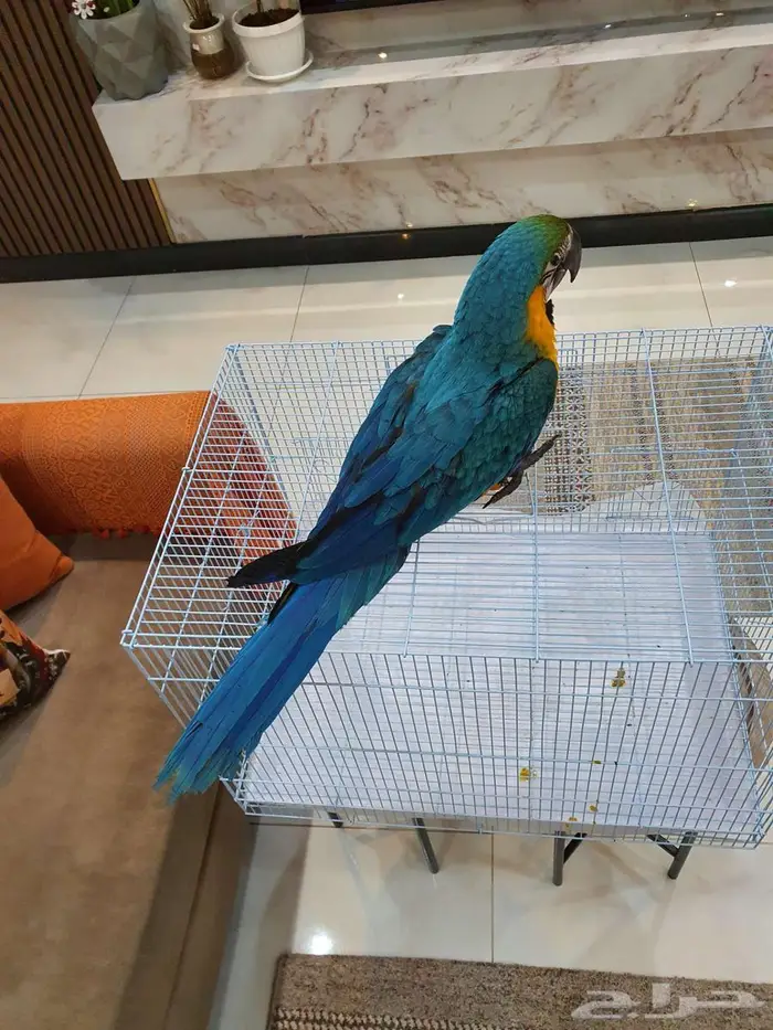 فرخ مكاو بعمر ثلاث شهور 0