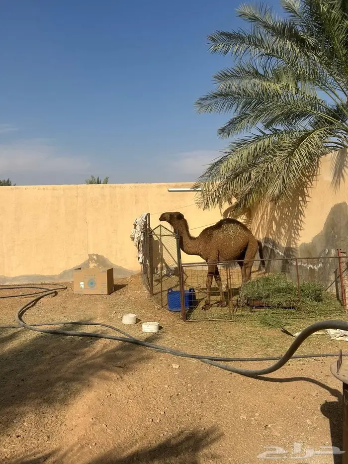 حاشي بلدي للبيع 0