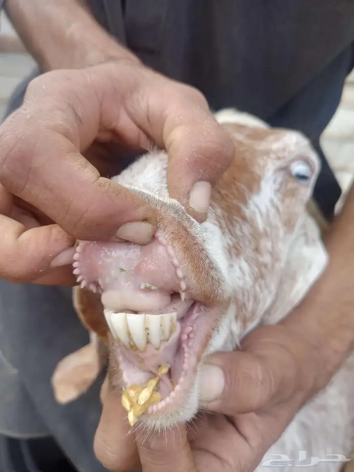 عنز متاومة 3