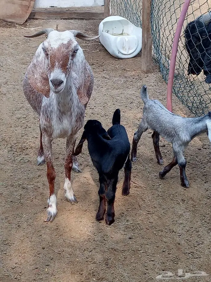 عنز متاومة 0