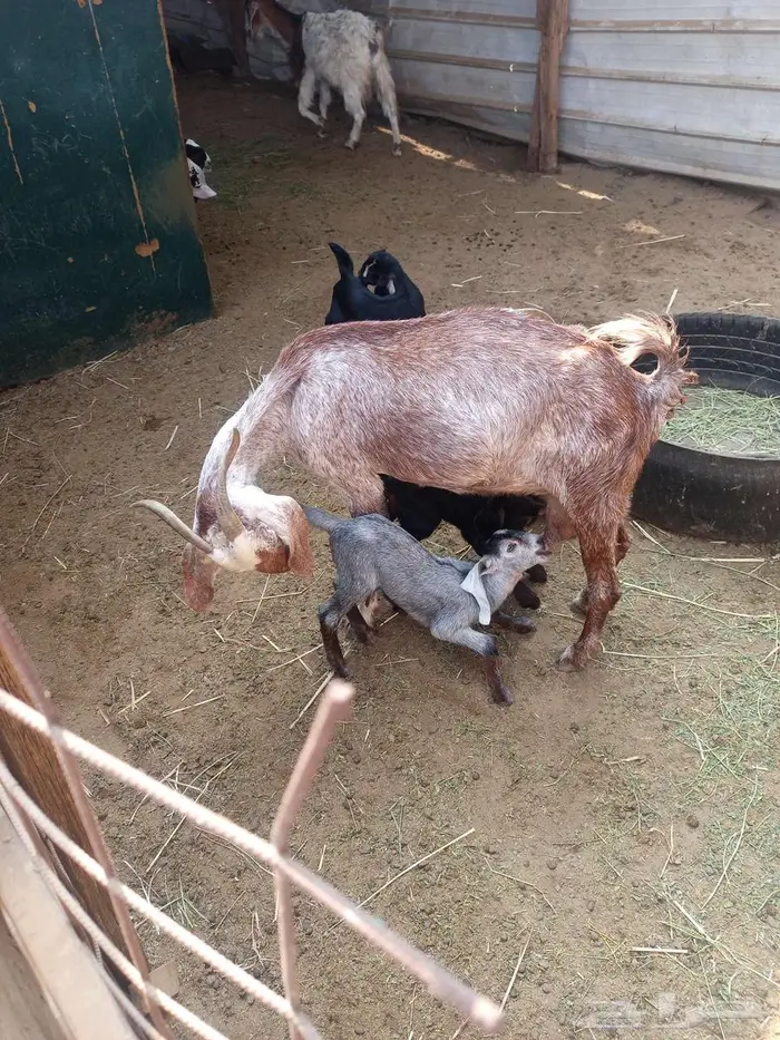 عنز متاومة 1