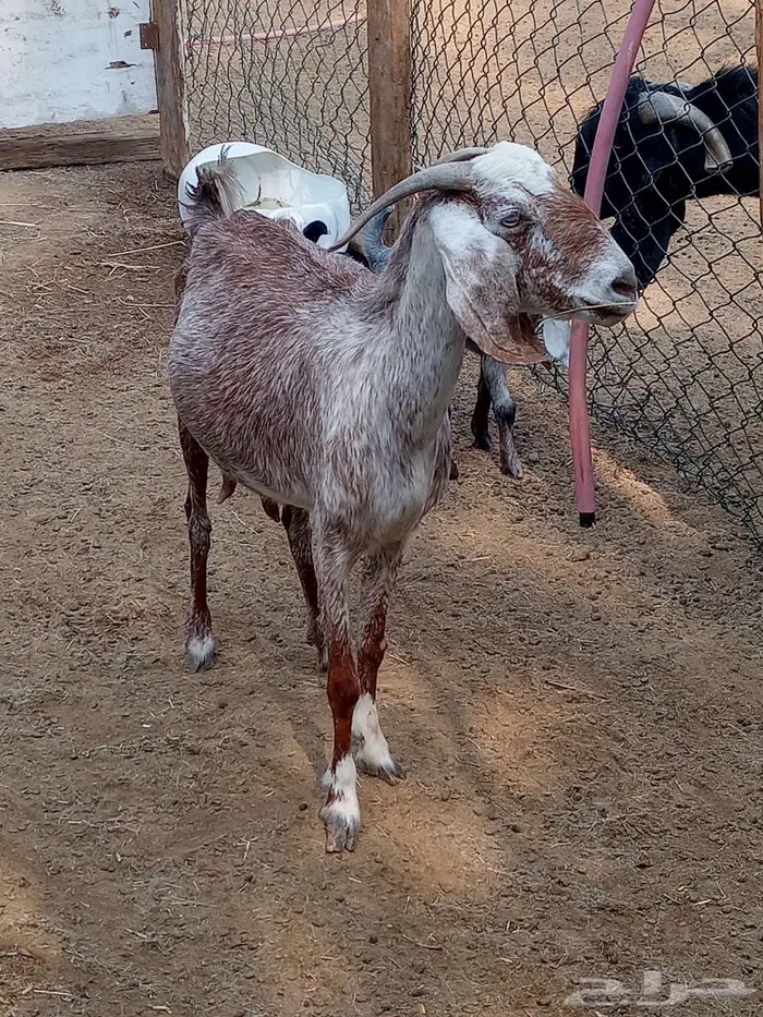 عنز متاومة 2