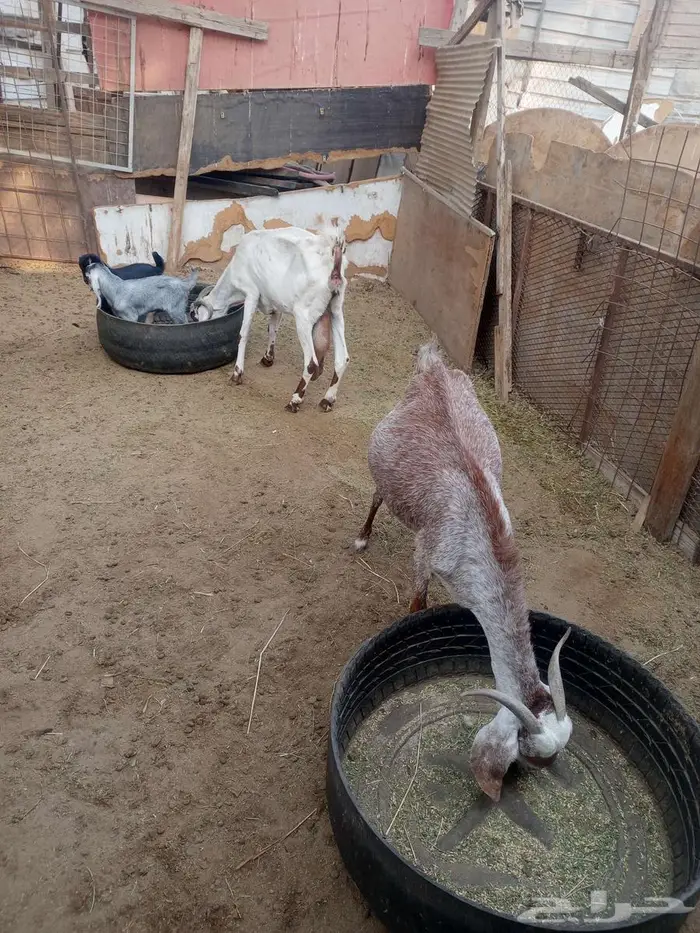 عنز متاومة 4