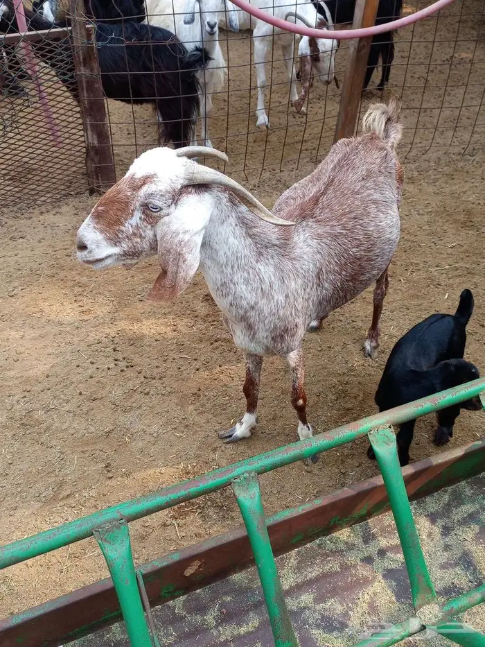 عنز متاومة 5