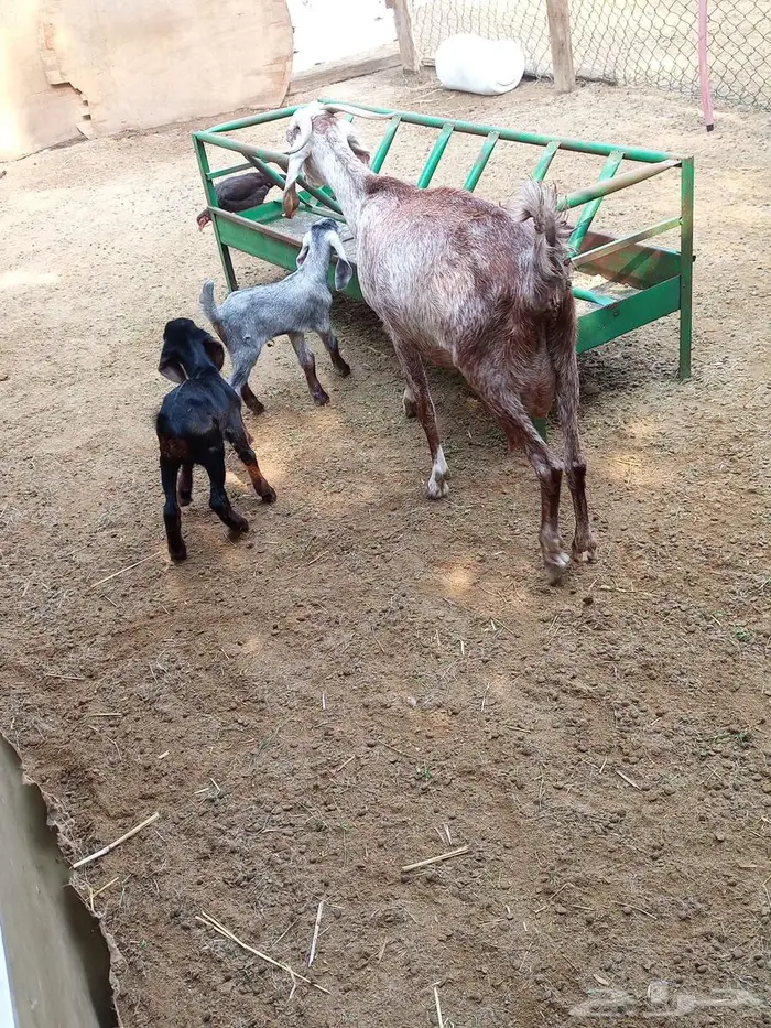 عنز متاومة 6