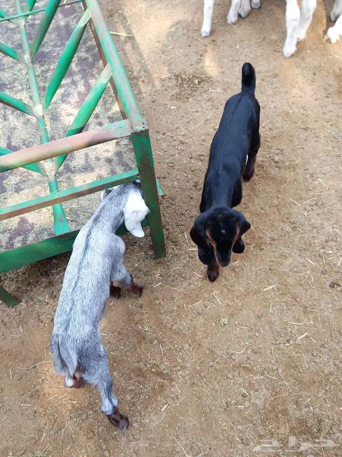 عنز متاومة 7