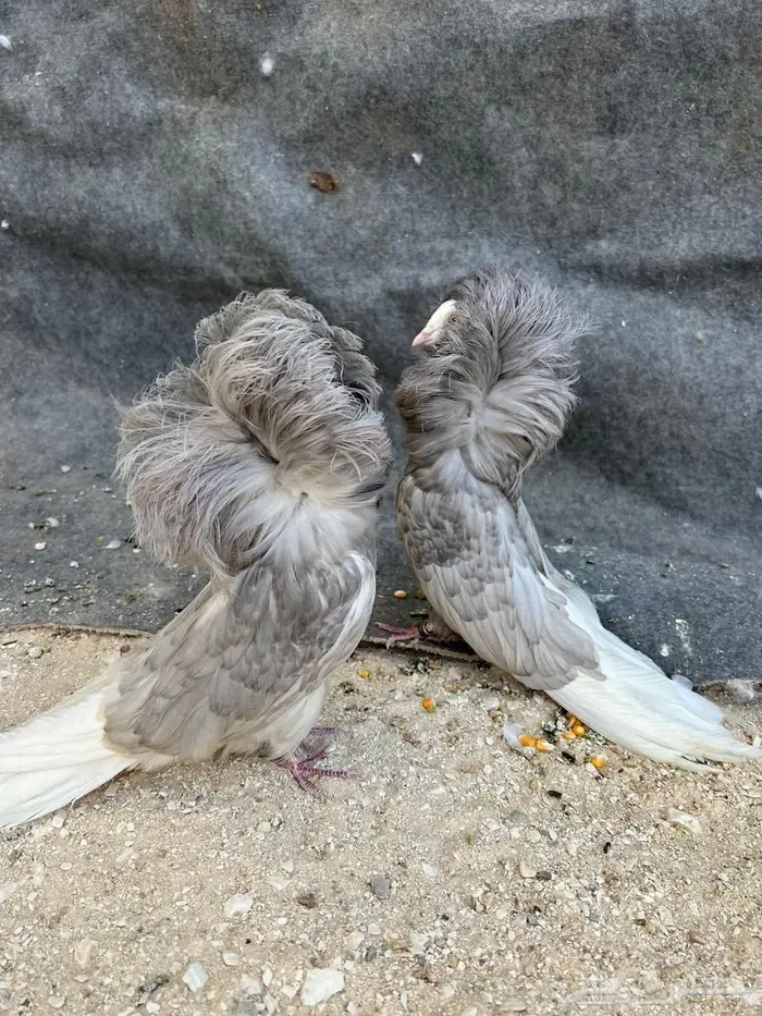 جوزين جاكوبين نوع فاخر 0