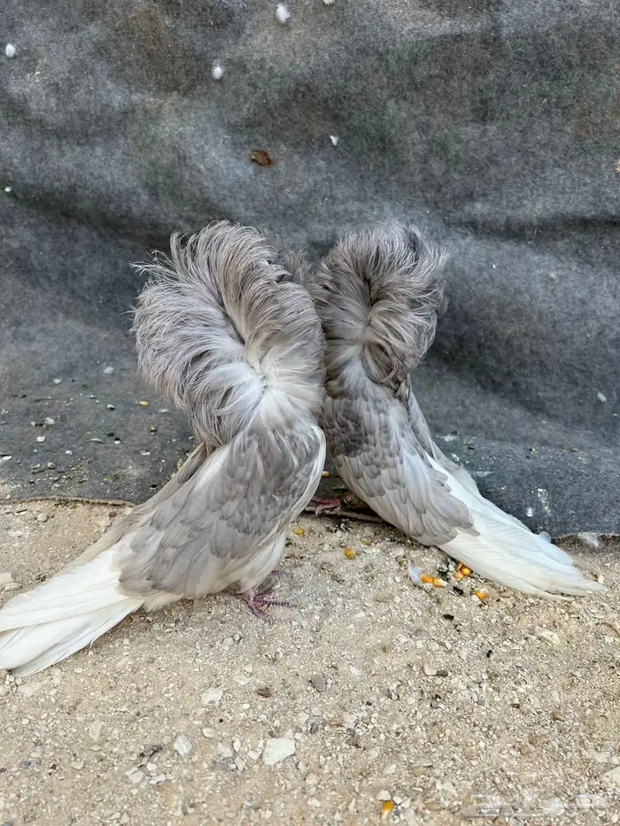 جوزين جاكوبين نوع فاخر 2