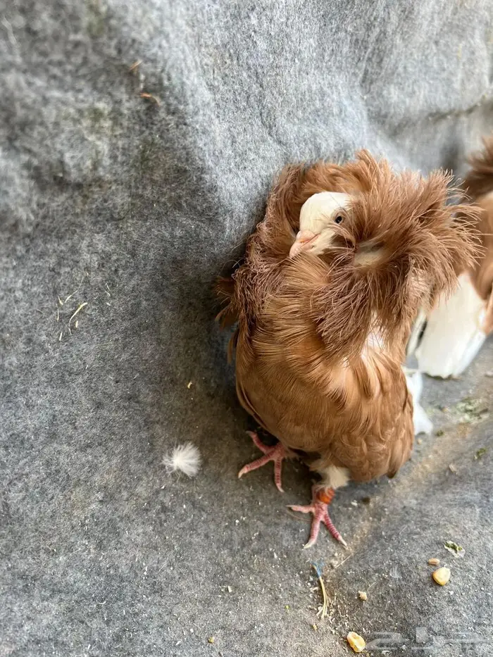 جوزين جاكوبين نوع فاخر 1