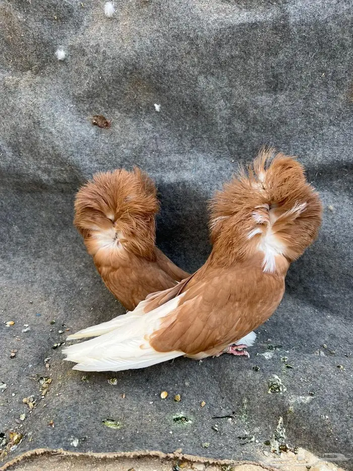 جوزين جاكوبين نوع فاخر 3