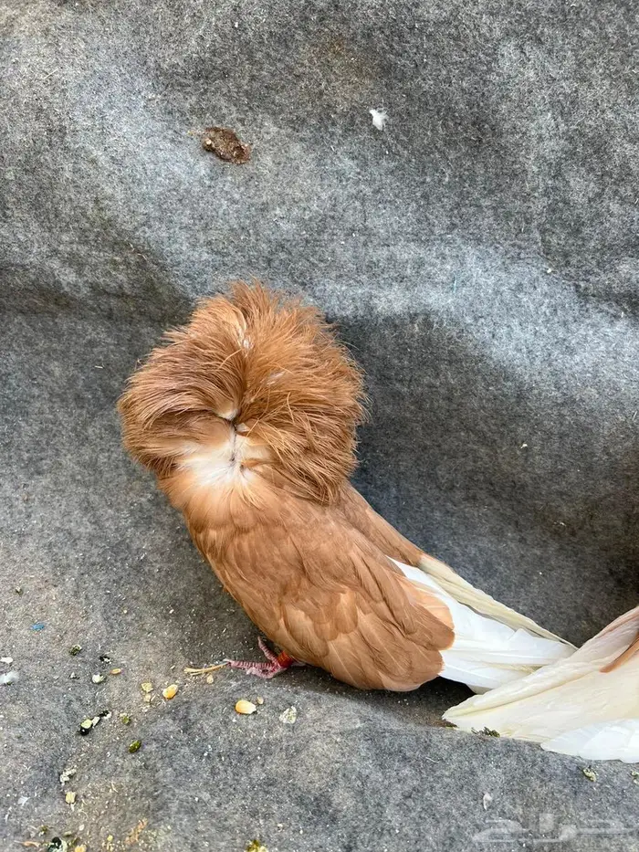 جوزين جاكوبين نوع فاخر 4