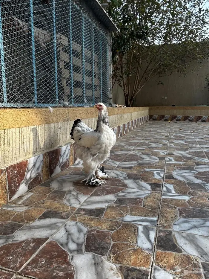دجاج براهما 0