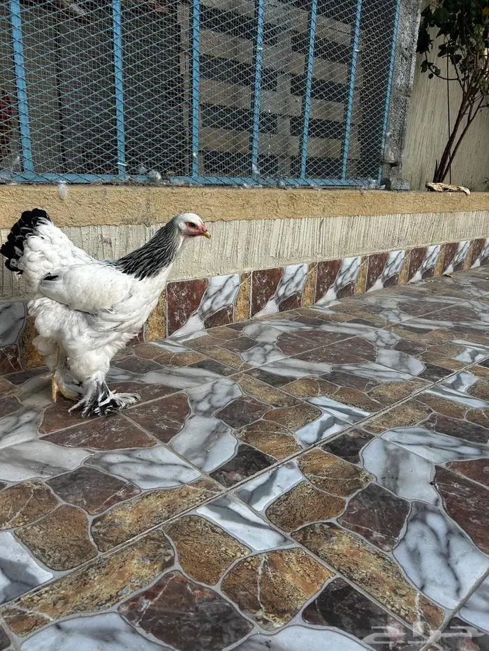 دجاج براهما 2