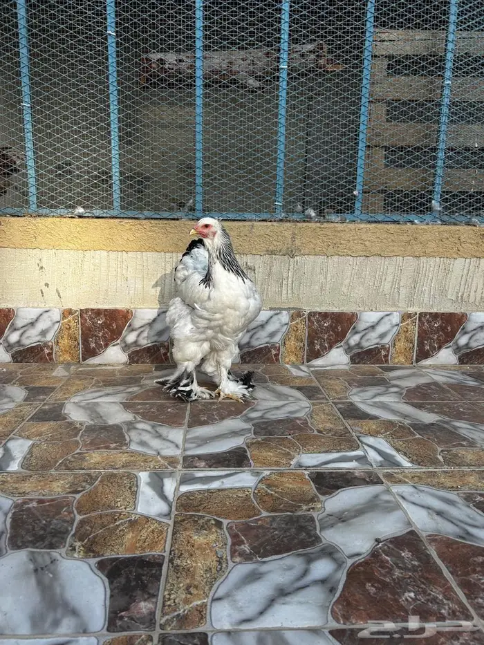 دجاج براهما 1
