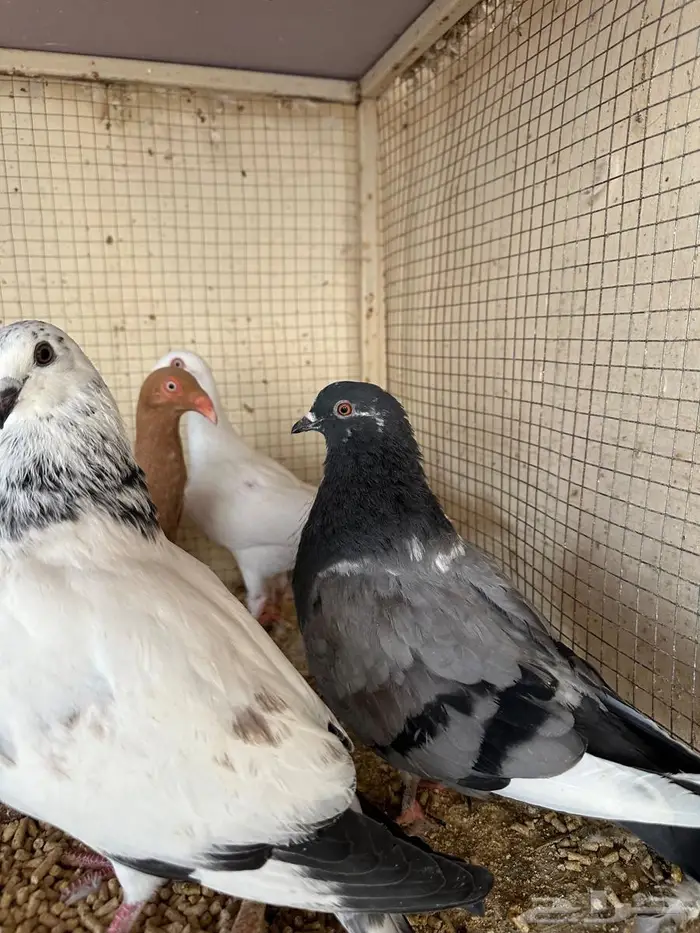 خمسة أحواز نفاخ إسباني للبيع 1