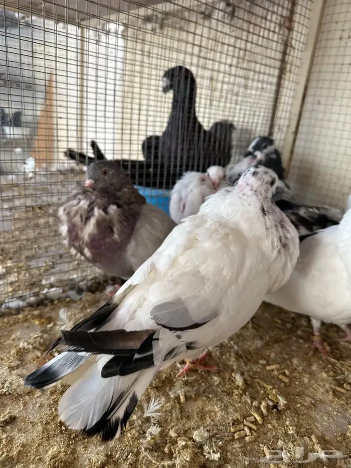 خمسة أحواز نفاخ إسباني للبيع 3