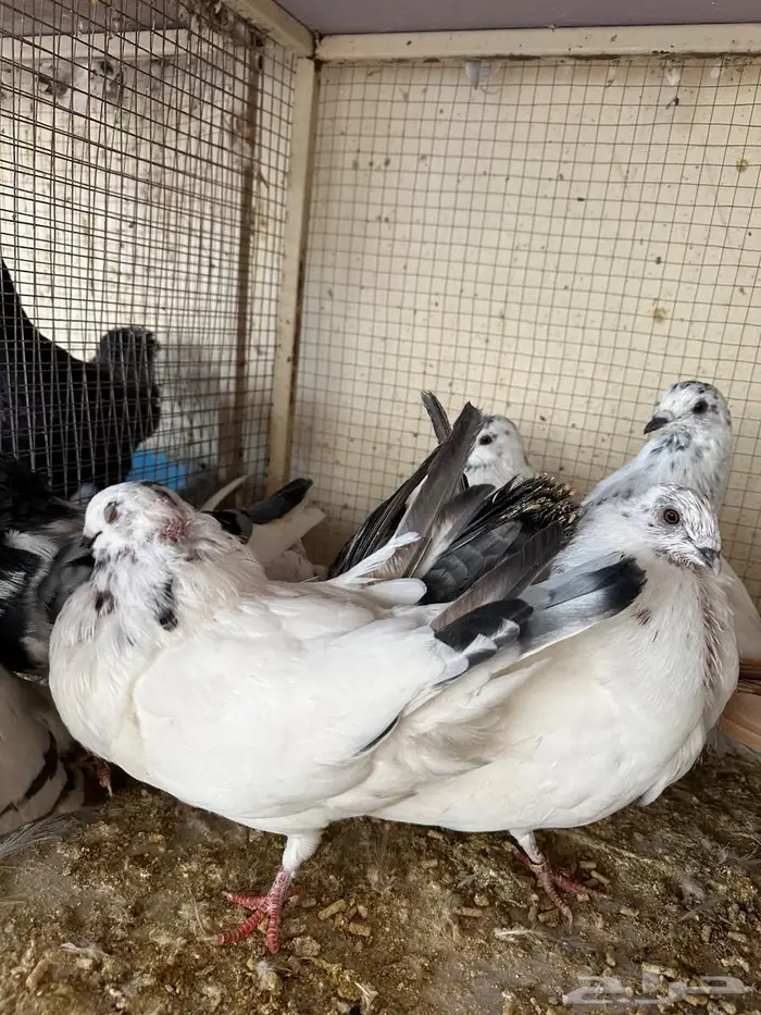 خمسة أحواز نفاخ إسباني للبيع 0