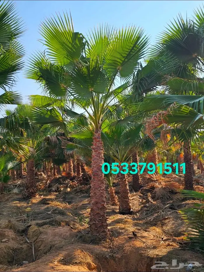 نخل واشنطني زينه 0