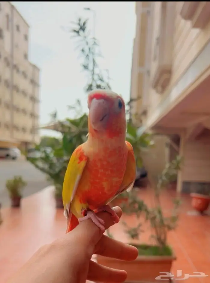 فرخ صن شيك دبل ريد فاكتور هدد خارجي و داخلي 0