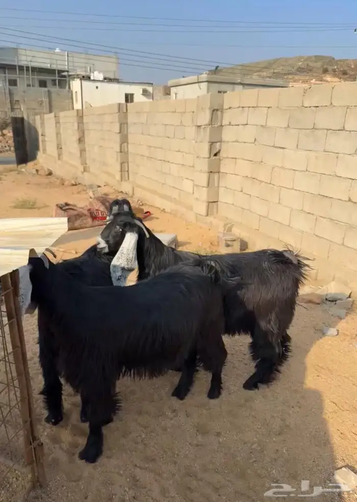 جفرات صنف جذع دفيع مفاصيل 3