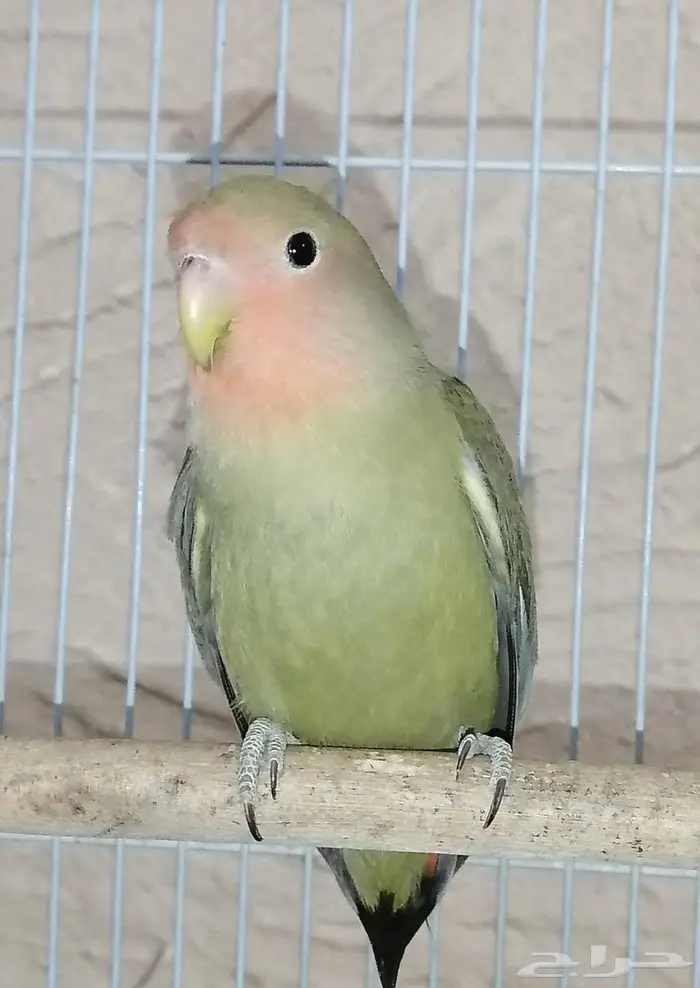 للبيع طير روز 120 0