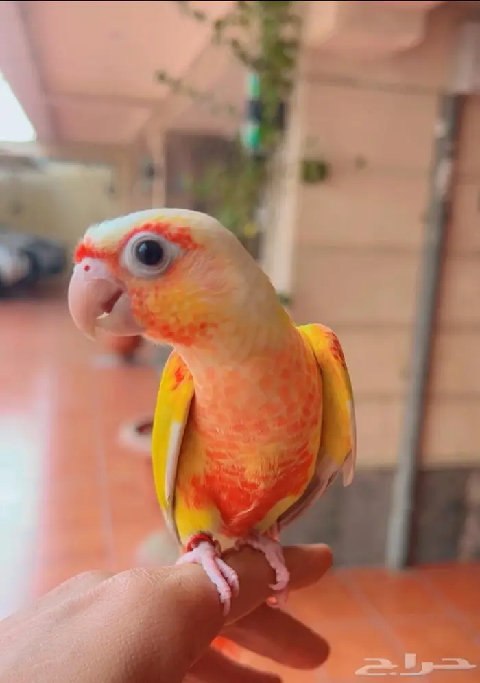 فرخ صن شيك دبل ريد فاكتور هدد خارجي و داخلي 1