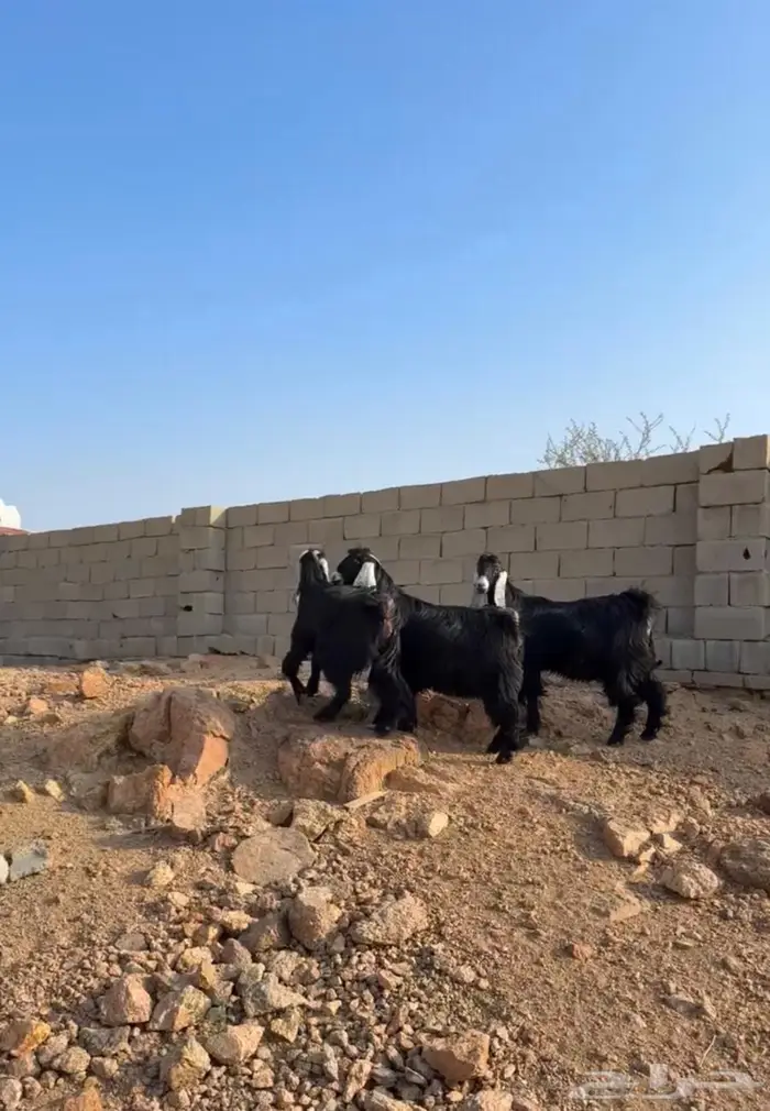 جفرات صنف جذع دفيع مفاصيل 1