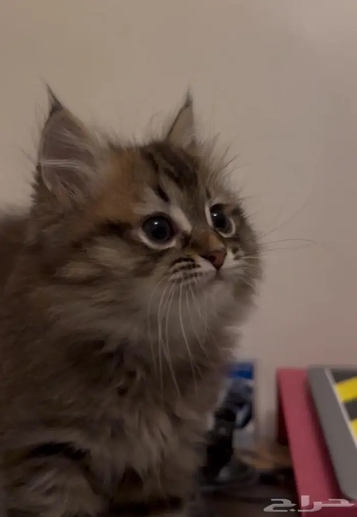 قط صغير للتبني 2