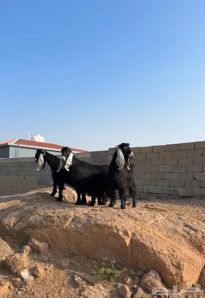 جفرات صنف جذع دفيع مفاصيل 0