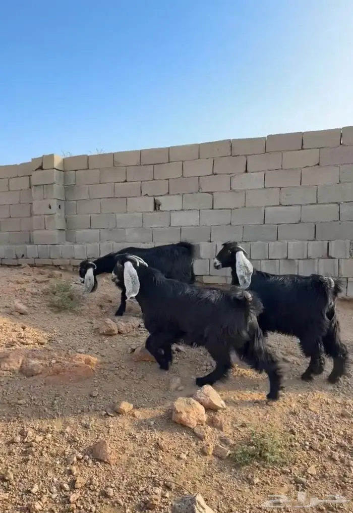 جفرات صنف جذع دفيع مفاصيل 4