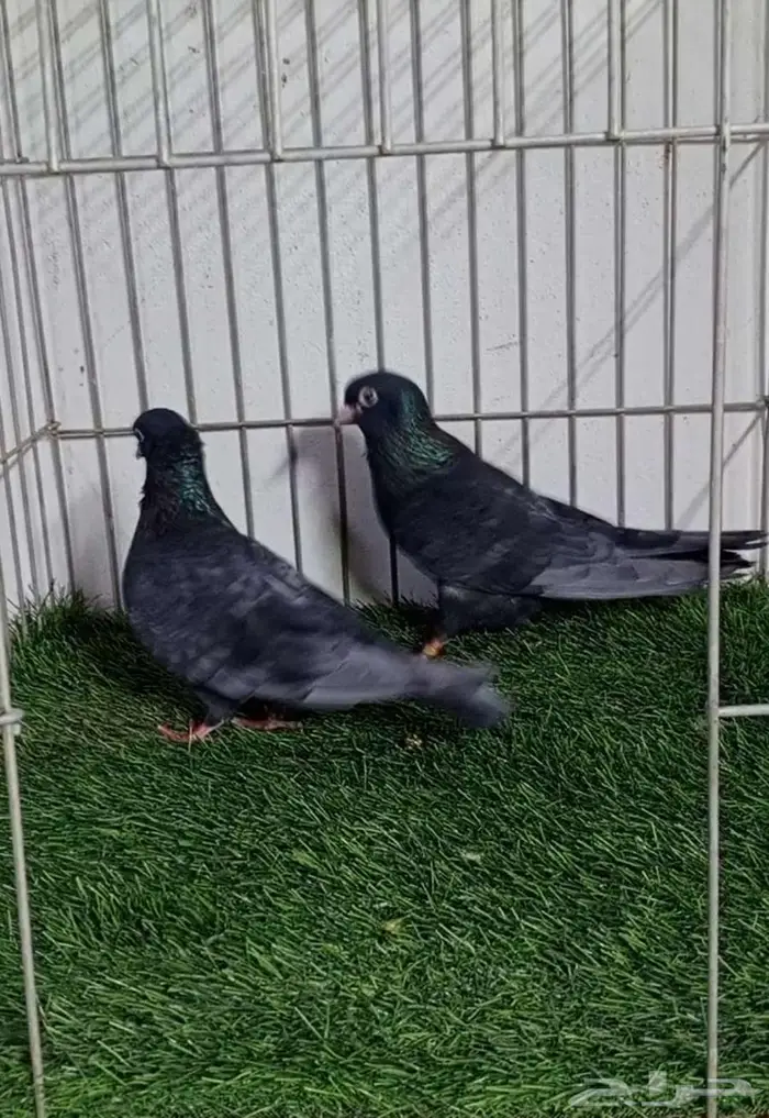 حمام صنعاني اندنيشن 0