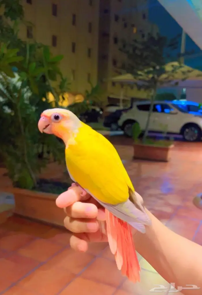 فرخ صن شيك دبل ريد فاكتور هدد خارجي و داخلي 5