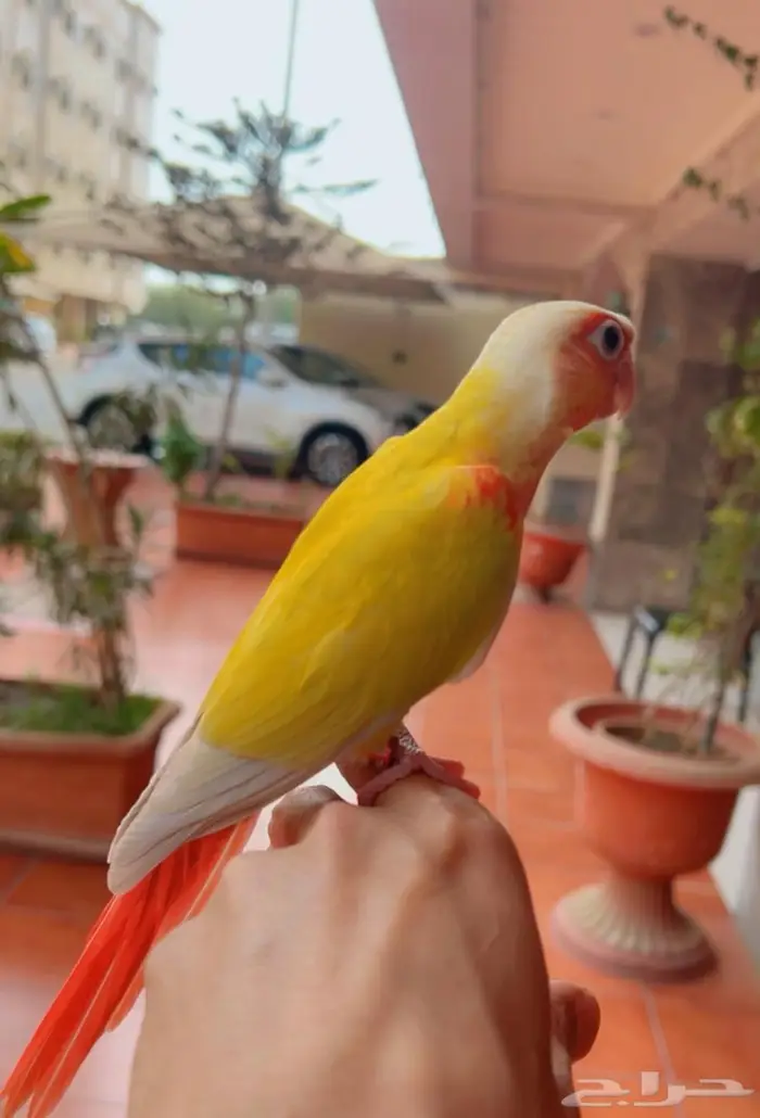 فرخ صن شيك دبل ريد فاكتور هدد خارجي و داخلي 4