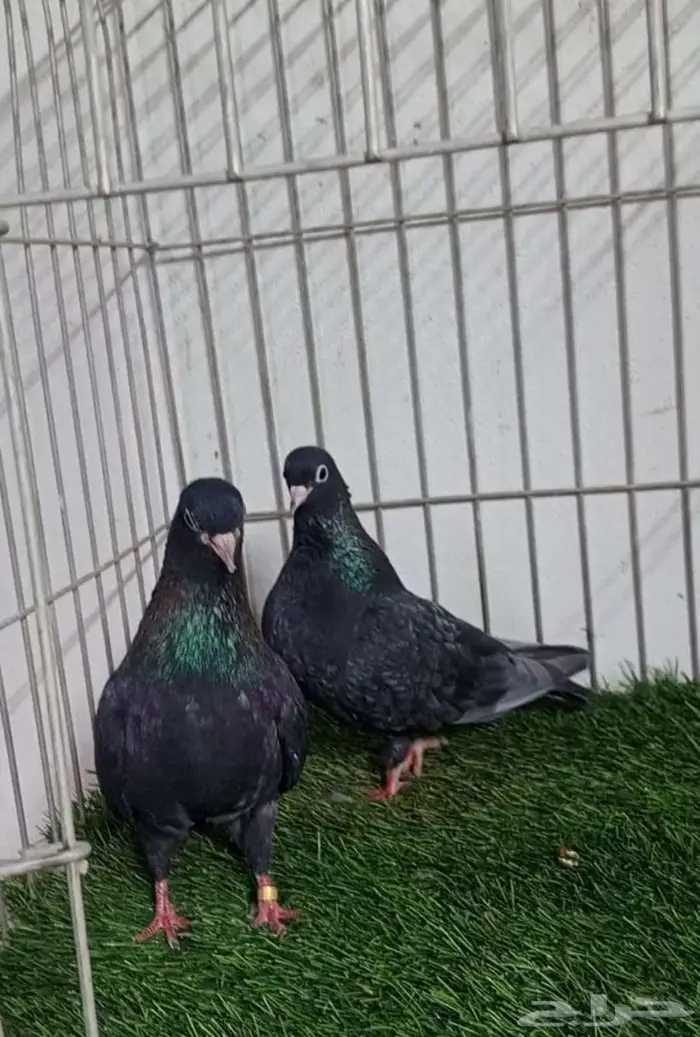 حمام صنعاني اندنيشن 2