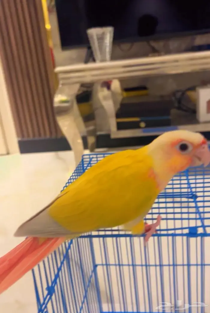 فرخ صن شيك دبل ريد فاكتور هدد خارجي و داخلي 7