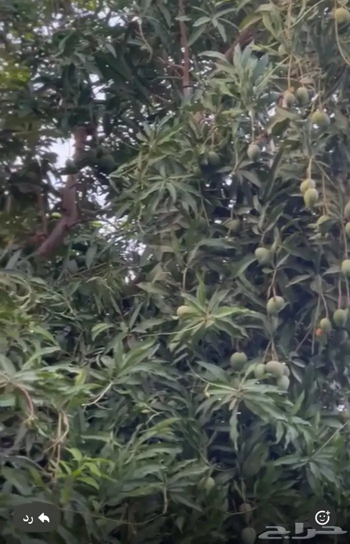 مزرعة واستراحة للبيع من المالك مباشرة جازان بيش 12