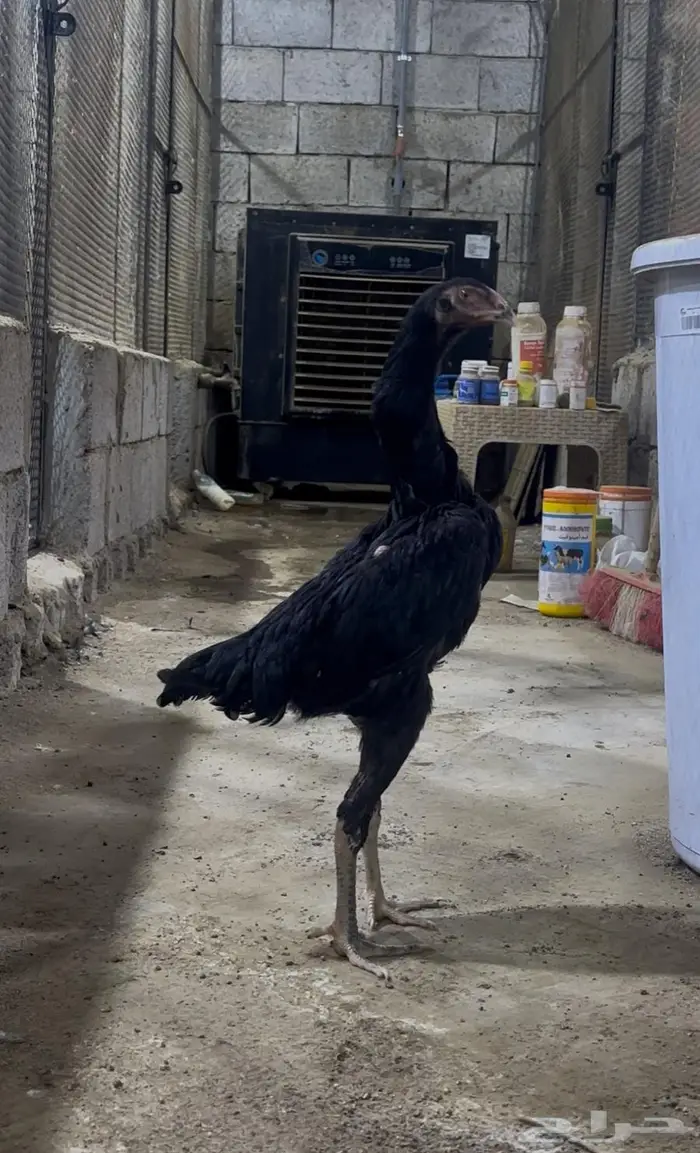 فرخة شامو الماني هزاز 2