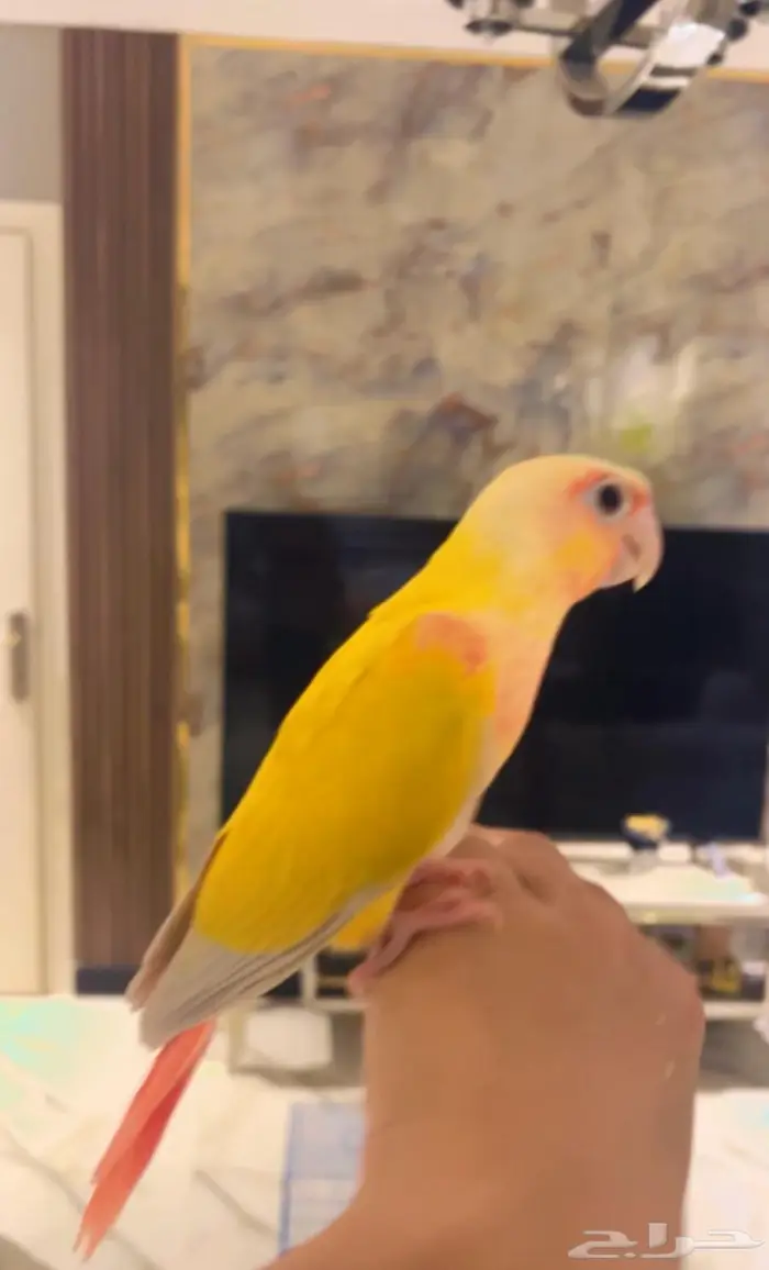 فرخ صن شيك دبل ريد فاكتور هدد خارجي و داخلي 2