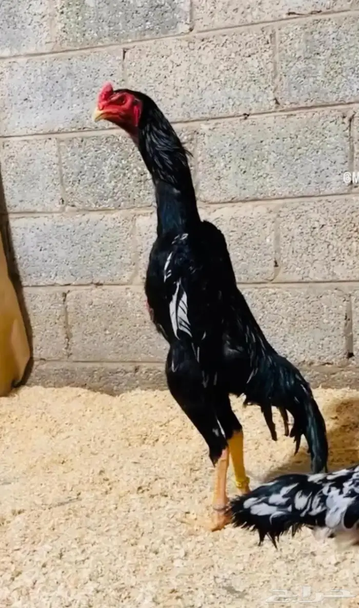 فرخة شامو الماني هزاز 3