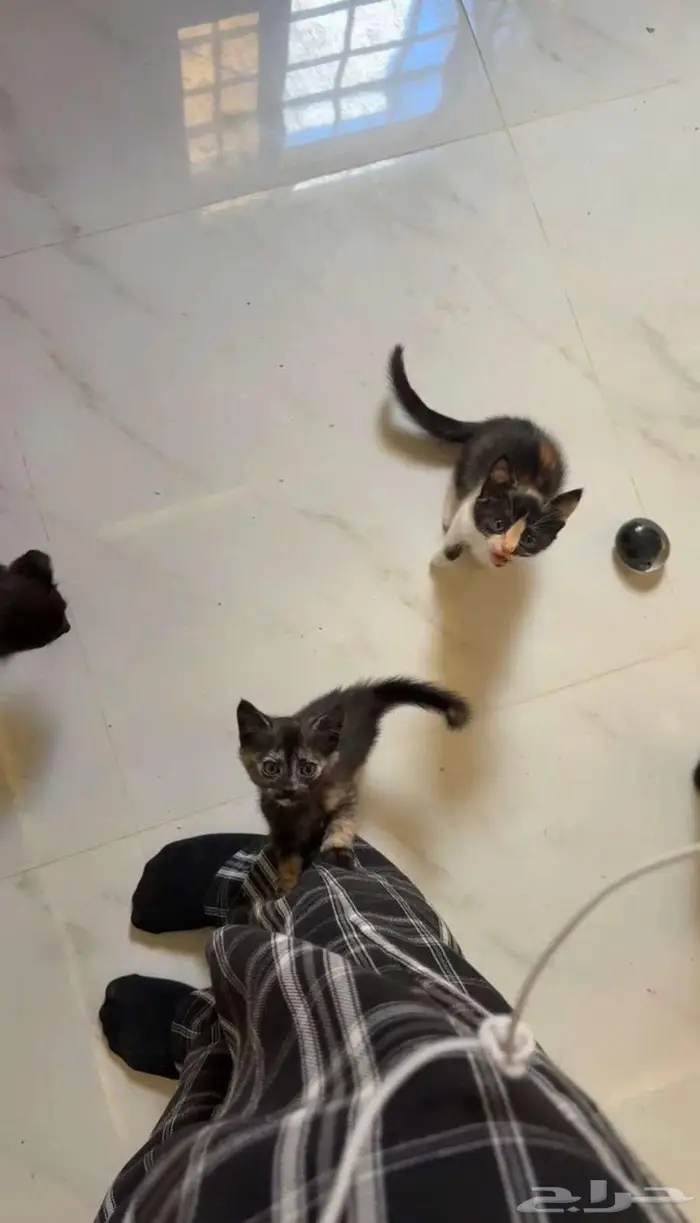 قطط بعمر 3 شهور 3