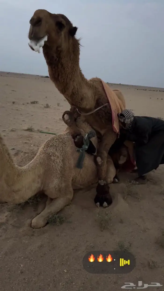 بعير اصفر علي سلمان الصفر 1