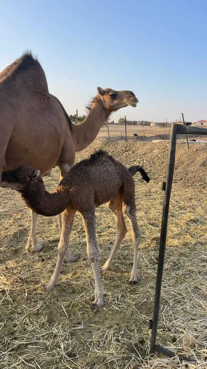 خلفاء حمراء منيحه الحد 15500 1