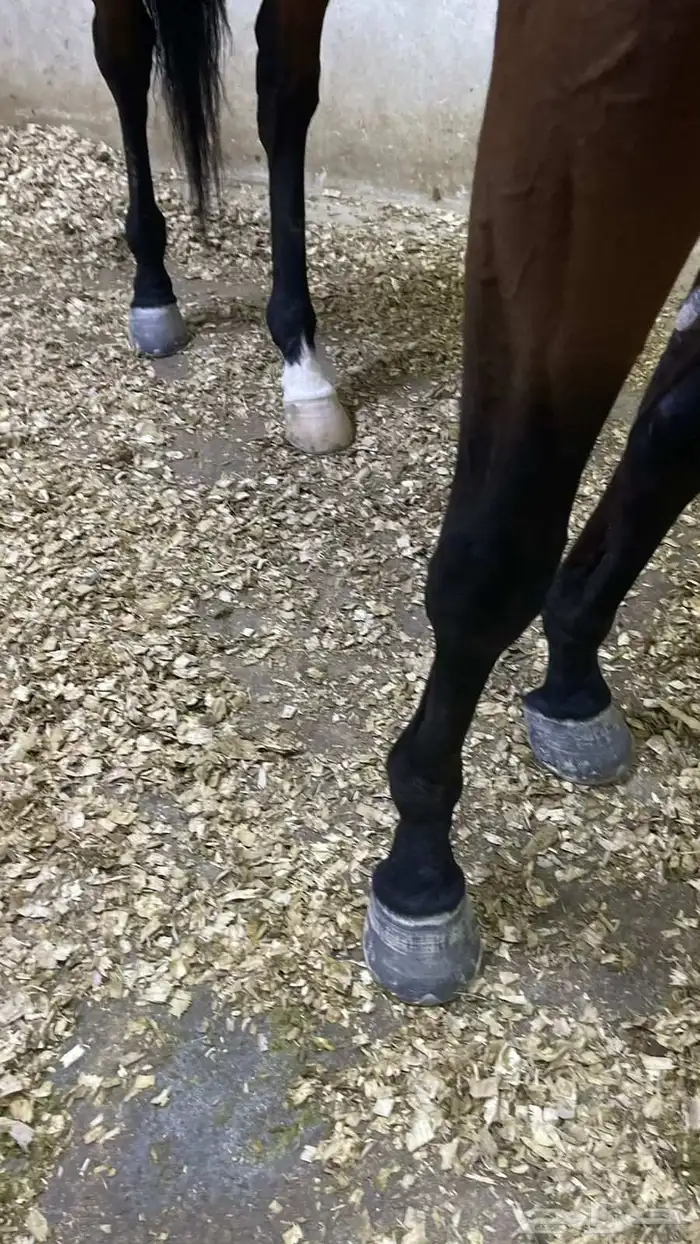 حصان انجليزي فحل 0