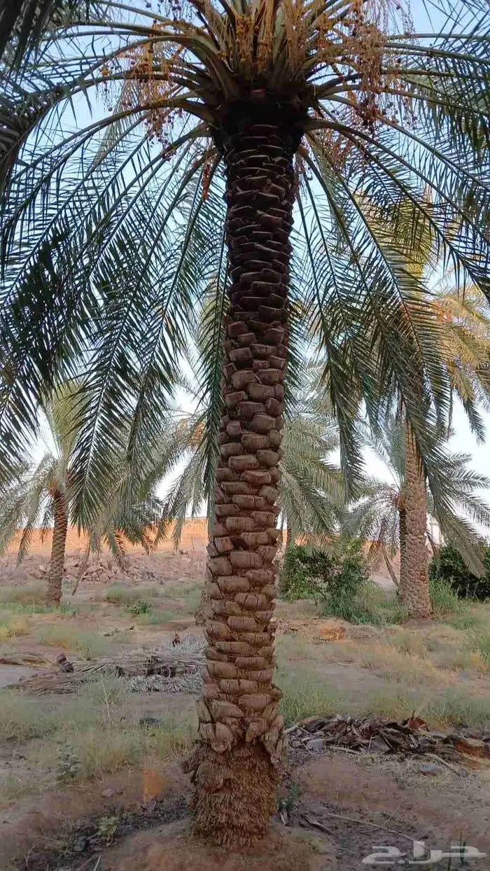 مقول نخل وشبوك مزارعه 9