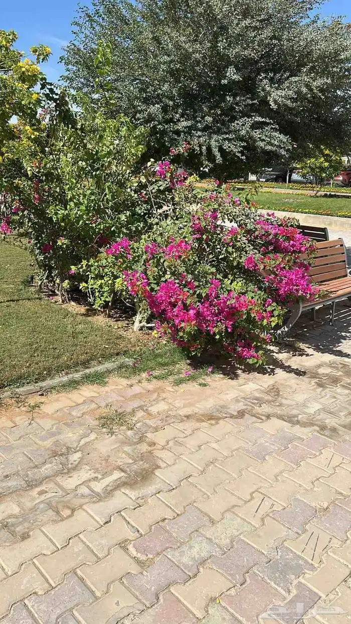 يوحد لدينا جميع انواع النخيل 1