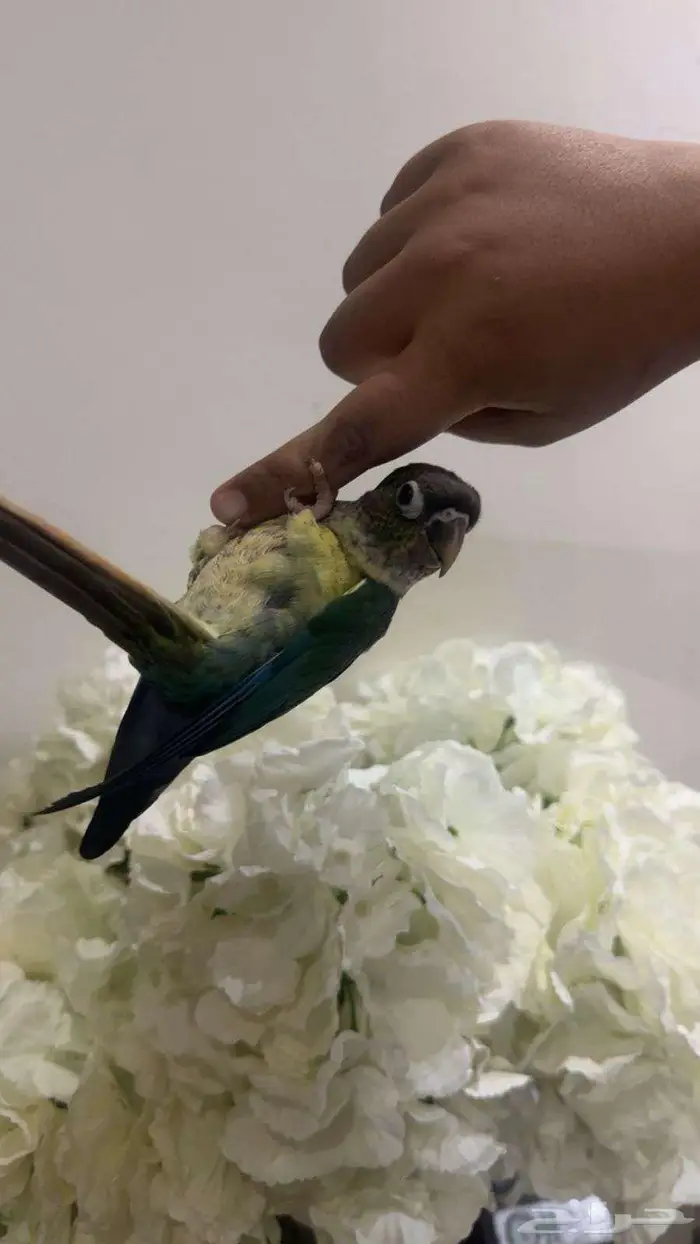 فرخ صن كنيور تركواز مشالله حلوو اليف 3